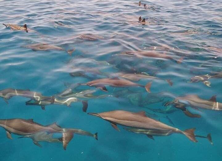 Snorkeling from Hurghada
