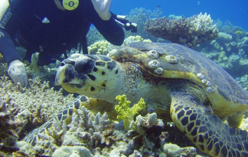 Submerge Yourself in Adventure: An Unforgettable Diving Expedition in Hurghada"