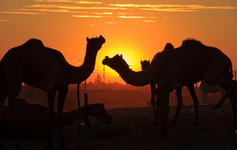 Camel ride to sunset